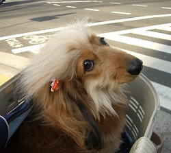 トリミングでフワフワ