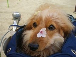 桜とエル