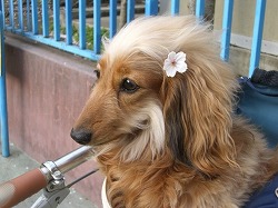 2006年の桜とコラボ