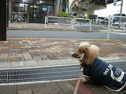 誰でもいいから構って。。。