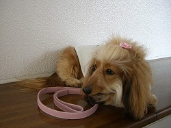 DDモデル
