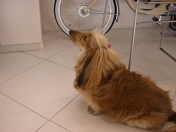 しつこいエル