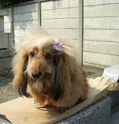 お墓参り