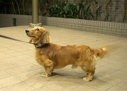 P君ショット