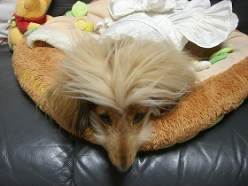 お目目が辛いみたいでし