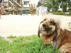 朝日でキラキラ
