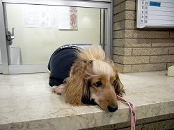 今日は気が乗りまちぇん