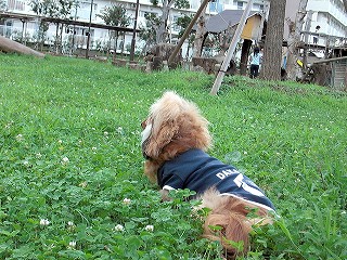 後姿はライオン