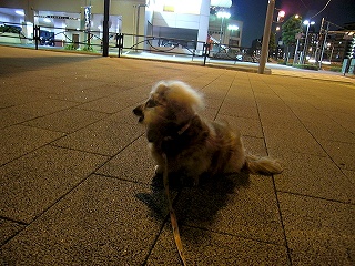 夜のお散歩