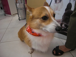 雷ちゃん