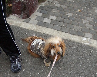 レミちゃんと会いまちた