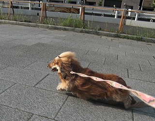 どうちても