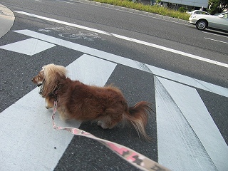横断歩道も横切って・・・