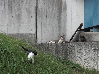 ニャンコたんのお家