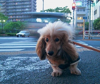 駄々っ子