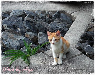 ナナ