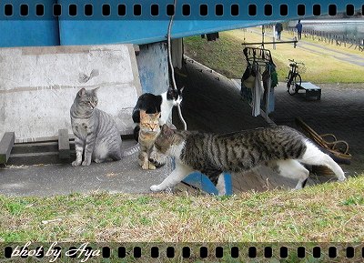 タメゴロウ&サー&ハッチ&ケイ
