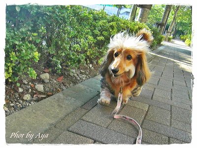 朝のお散歩