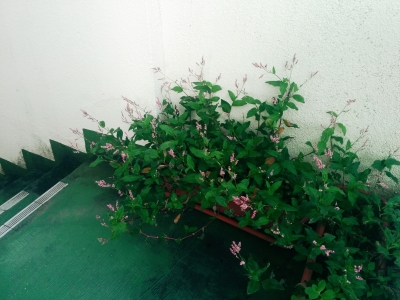 ビリジアン