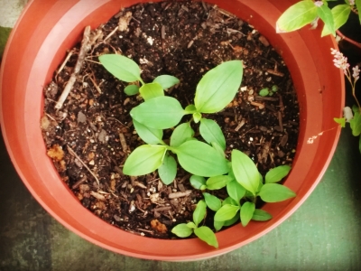 鉢の中の露草