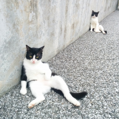猫場