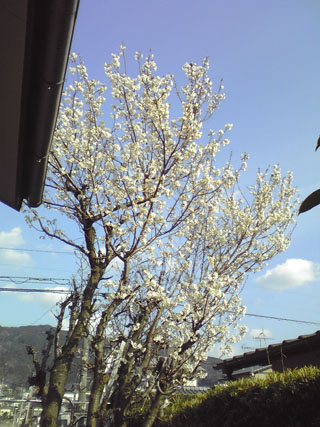 さくらんぼの花