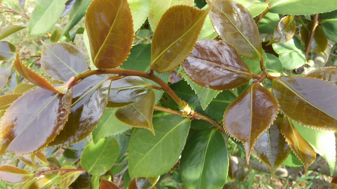 DCIM0036.JPG