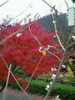 momijisakura1.jpg