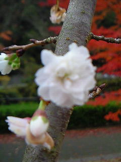momijisakura2.jpg