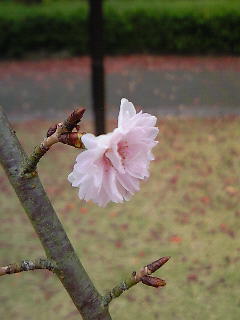 sakura2.jpg