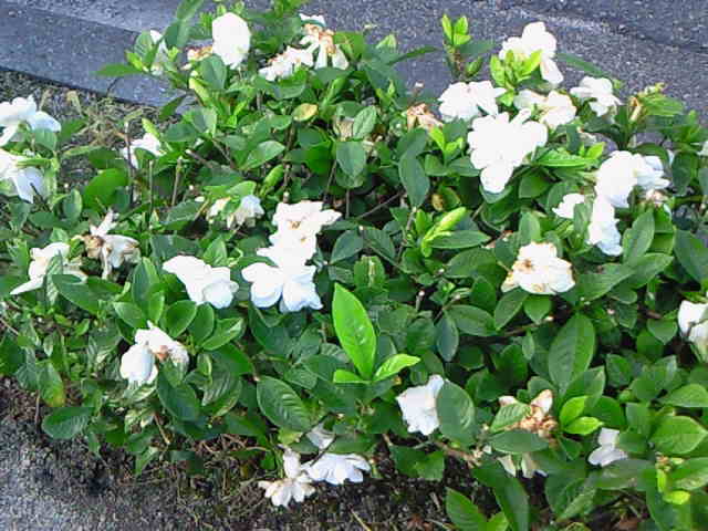 201107051811000.jpg