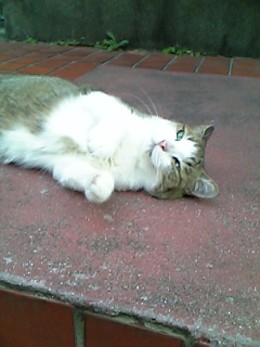 ねこ