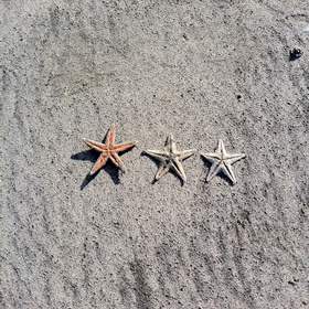 starfish