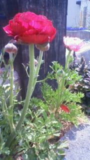 201104181038000.jpg