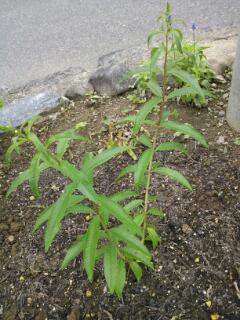 20120606_004629.jpg