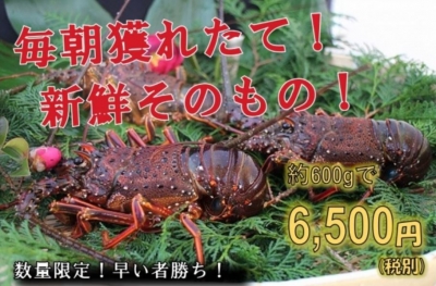 伊勢海老