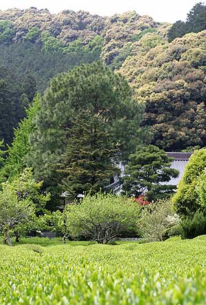 誓願寺