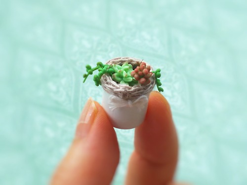 ミニチュア多肉植物