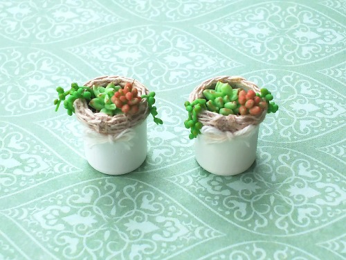 ミニチュア多肉植物