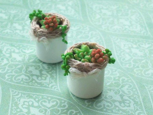 ミニチュア多肉植物