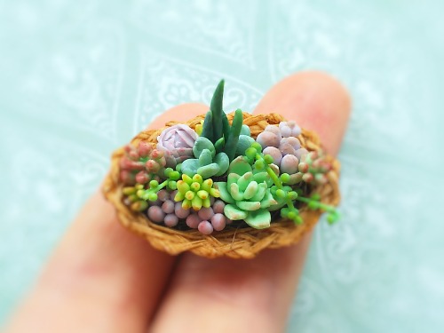ミニチュア多肉植物