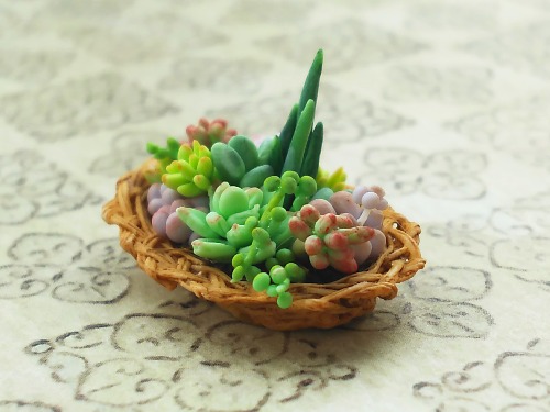 ミニチュア多肉植物
