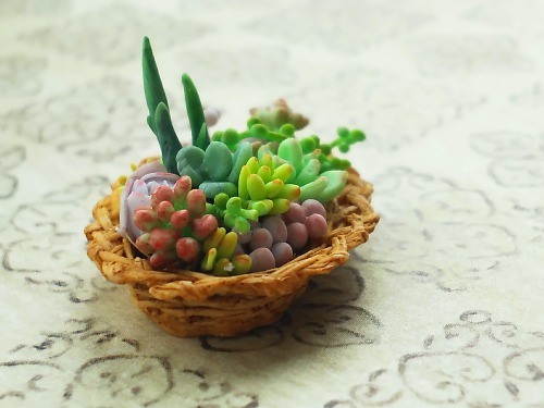 ミニチュア多肉植物