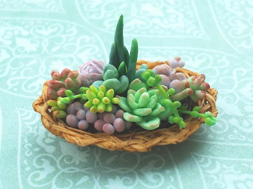 ミニチュア多肉植物