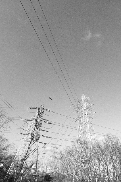 カラス鉄塔