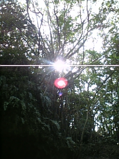 NEC_0322.JPG