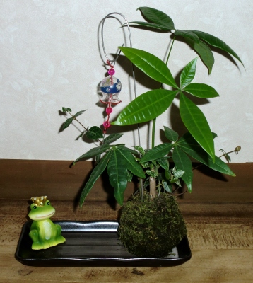 観葉植物を使って見た目も涼しげなこけ玉アレンジメントを作りました