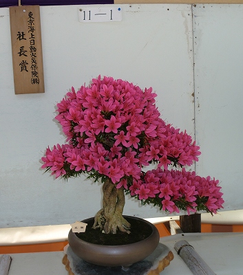 最終日に奥道後さつき展に行きました!