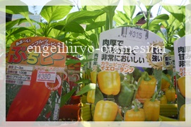 ベランダ菜園用イエロー系ピーマン