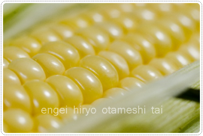 万田酵素肥料でトウモロコシを育てる
